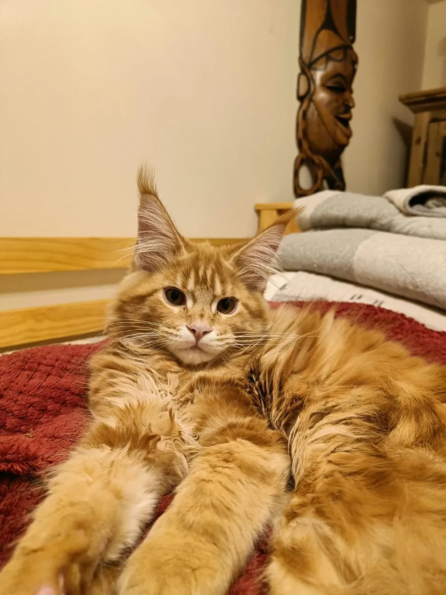 Maine Coon kitten XL Ilyas  for sale. - Image 3