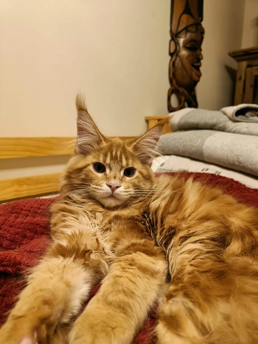 Maine Coon kitten XL Ilyas  for sale. - Image 4