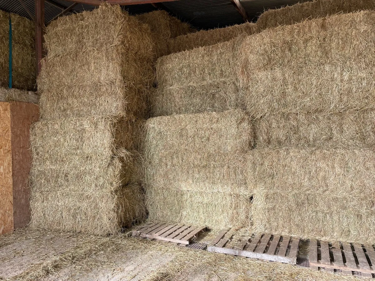 Top quality large squares of hay - Image 4