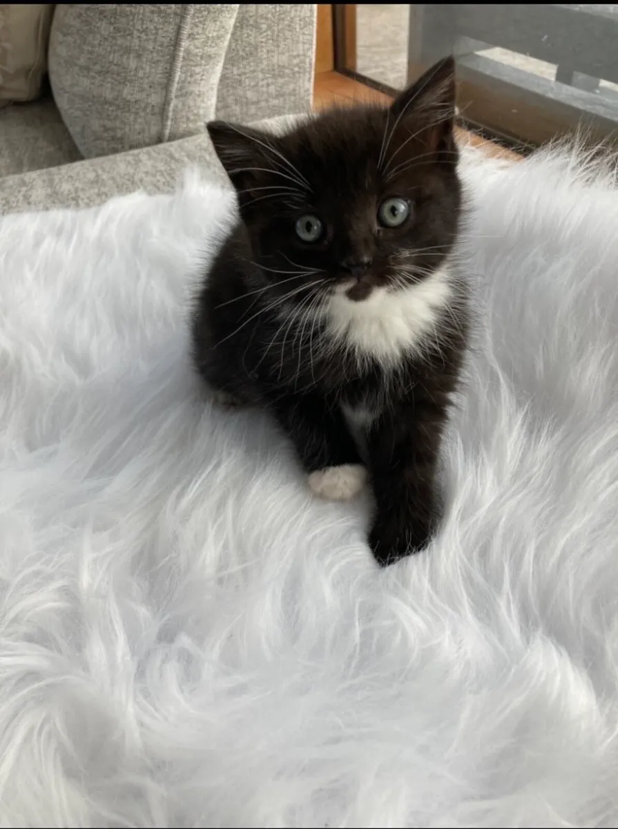 British longhair mix kitten - Image 1