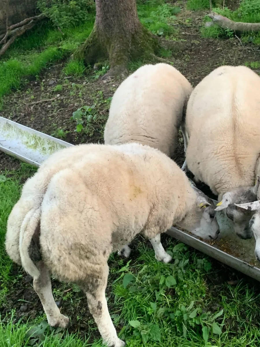 Pedigree Beltex rams for Sale