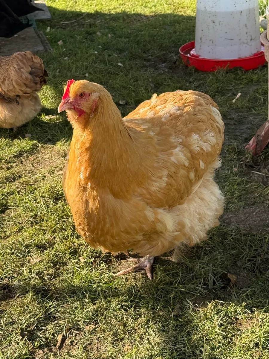 Buff Orpington’s , Indian Runners and Roosters - Image 1