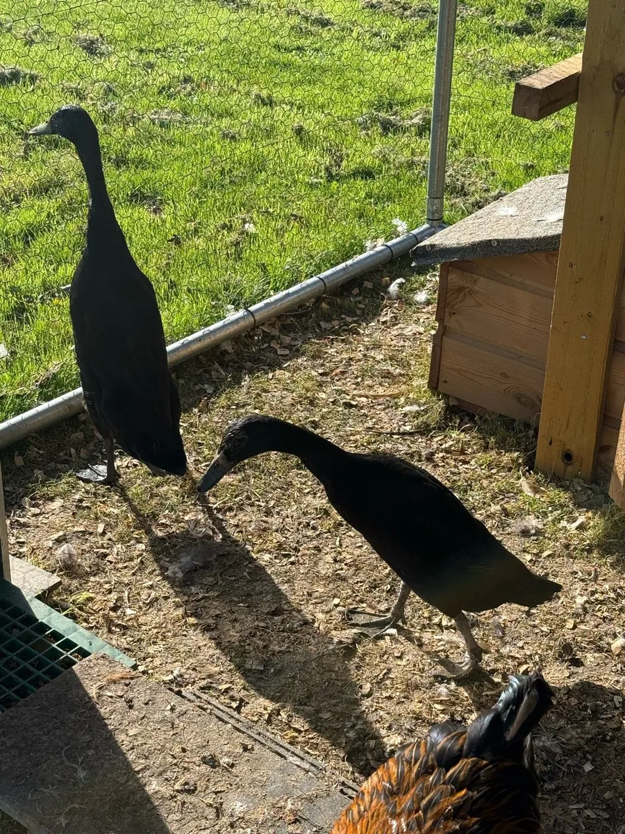 Buff Orpington’s , Indian Runners and Roosters - Image 2