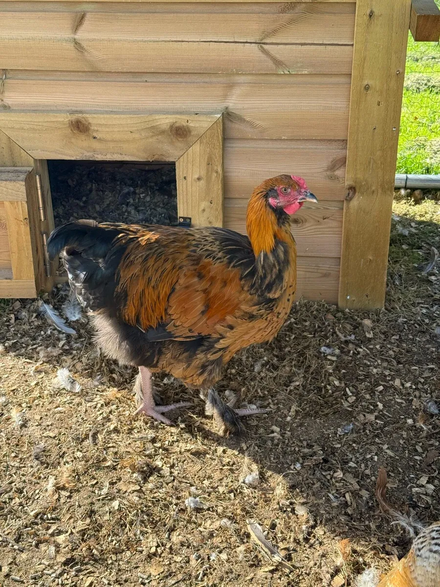 Buff Orpington’s , Indian Runners and Roosters - Image 3