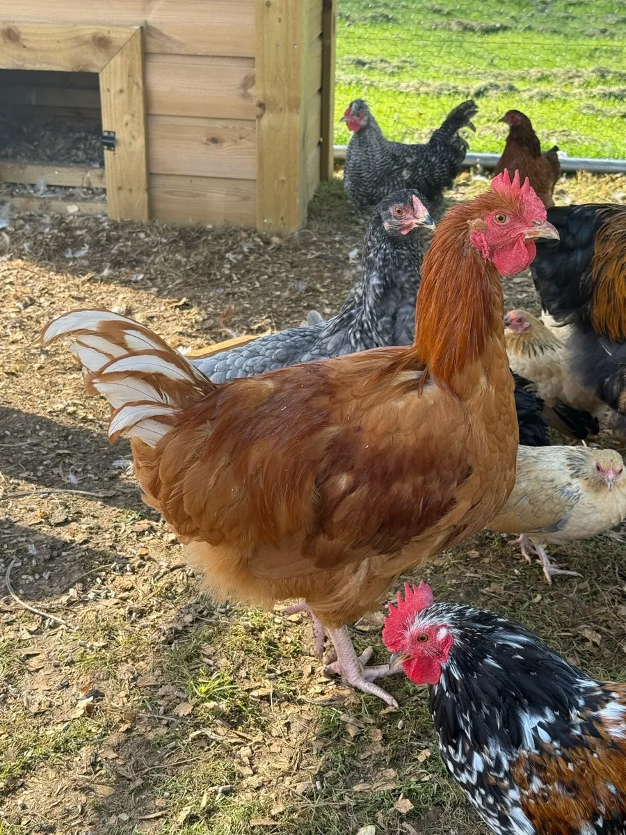 Buff Orpington’s , Indian Runners and Roosters - Image 4