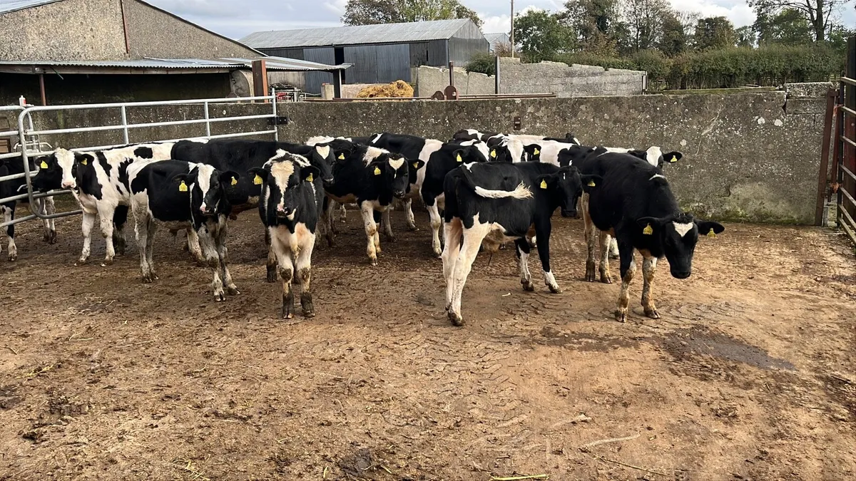British Frisian bulls - Image 2