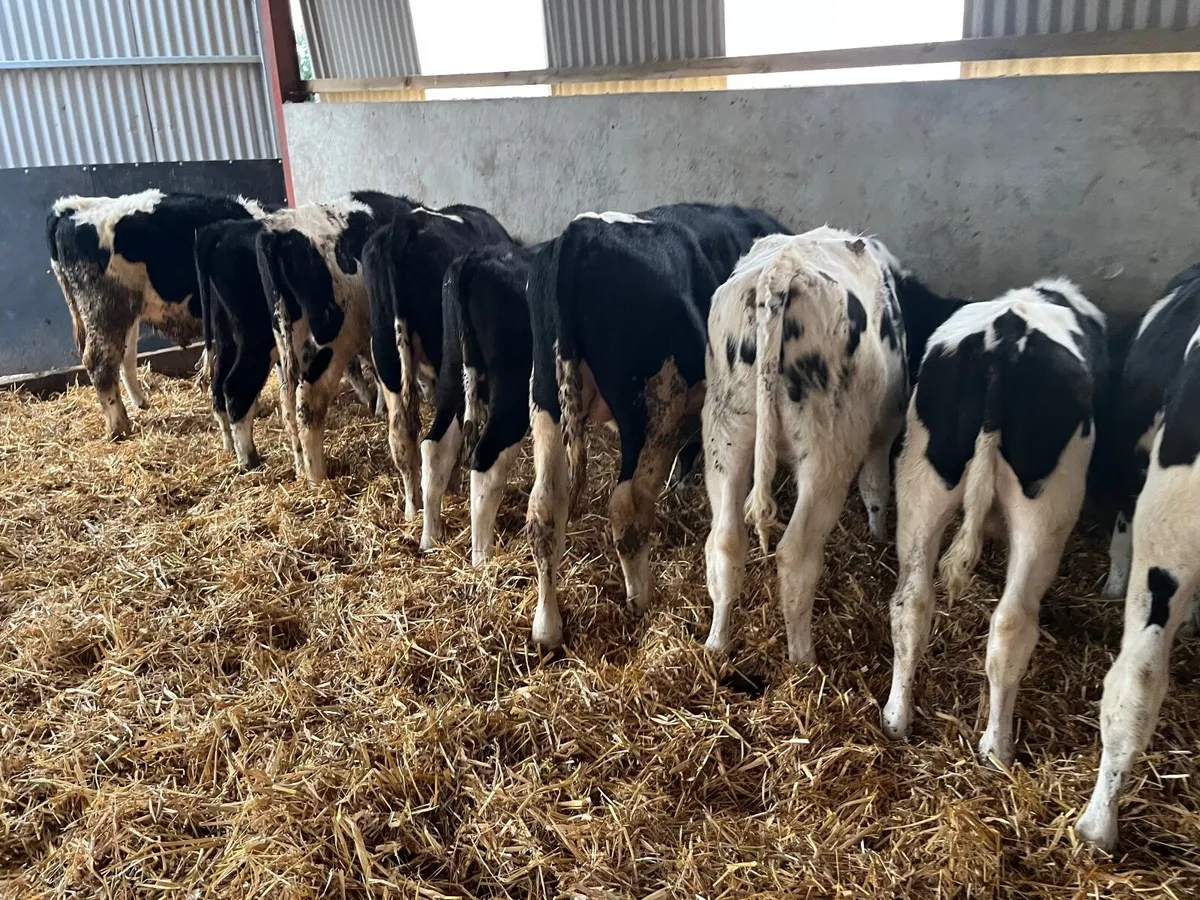 British Frisian bulls - Image 3