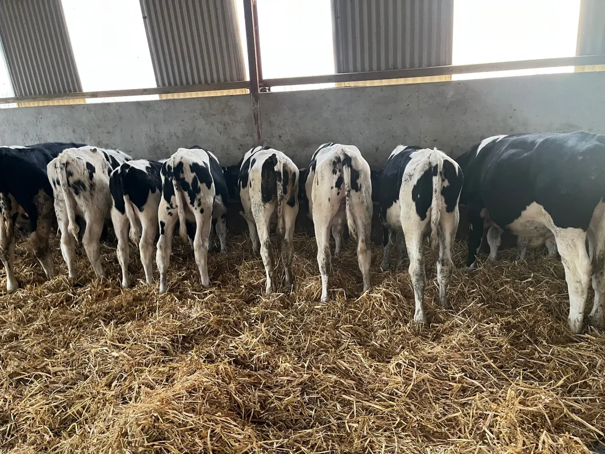 British Frisian bulls - Image 4