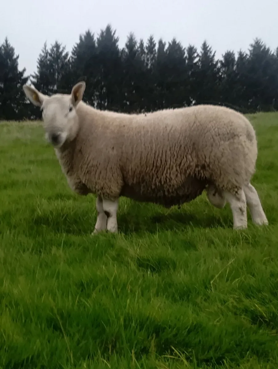 North Country Cheviot ram - Image 2