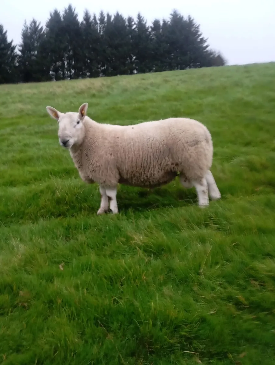 North Country Cheviot ram - Image 3