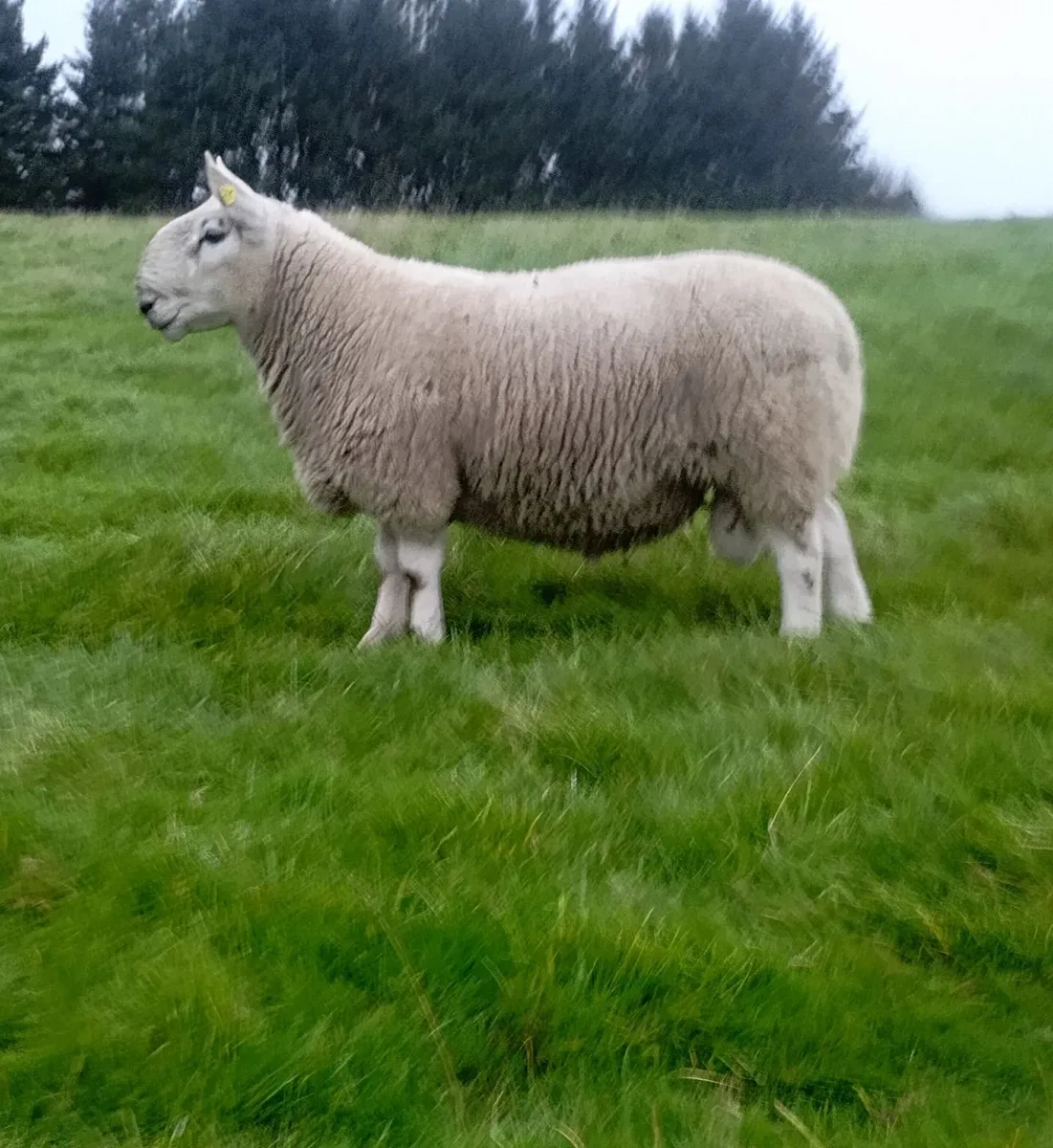 North Country Cheviot ram - Image 4
