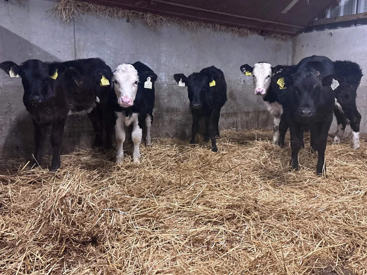 5 Weanling heifers for sale @€650 - Image 2