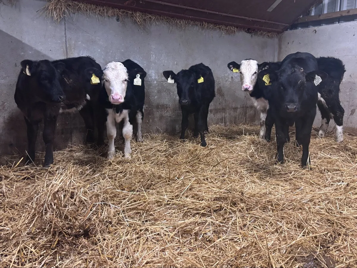 5 Weanling heifers for sale @€650 - Image 4