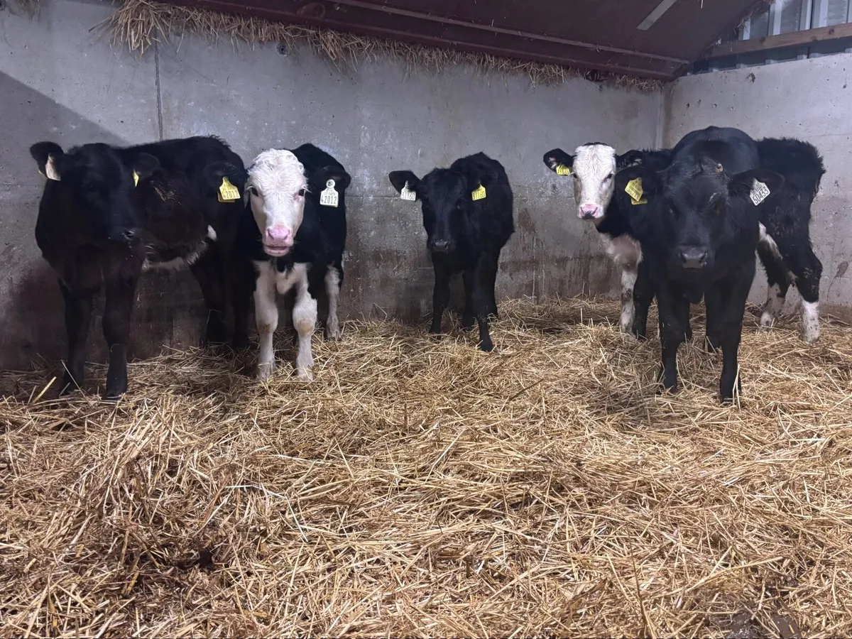 5 Weanling heifers for sale @€650 - Image 3
