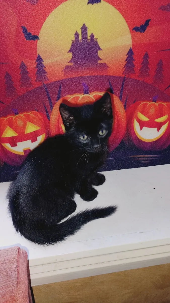 Cats - Image 2