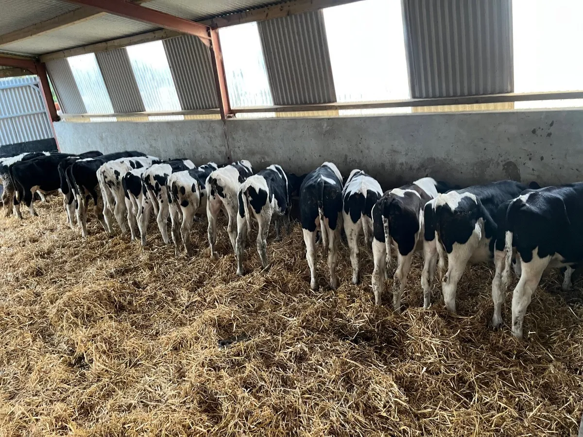 British Frisian bulls - Image 1
