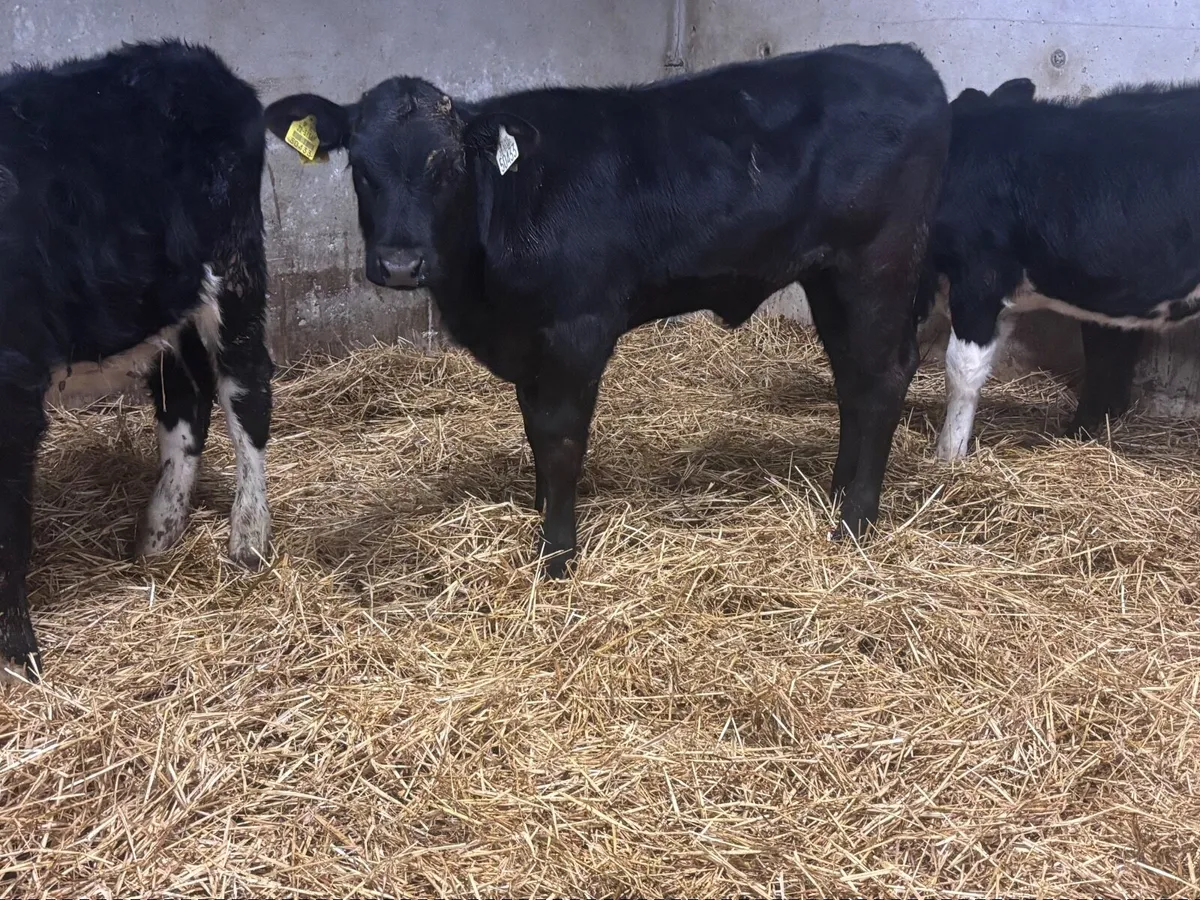 5 Weanling heifers for sale @€650 - Image 1