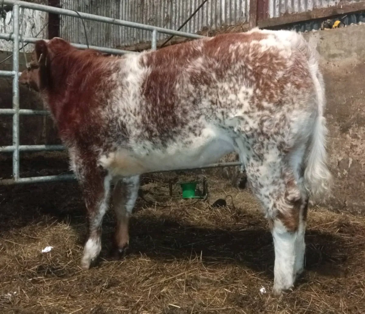 Weanling heifers by Iz priceless and slieve pablo - Image 1