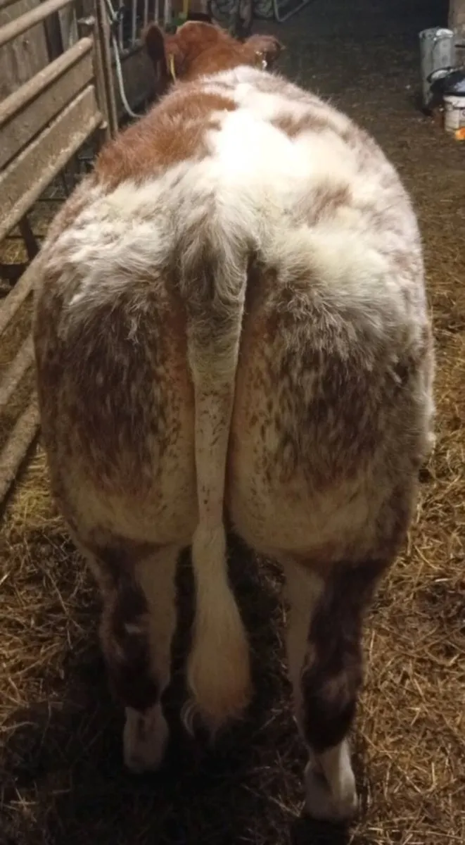 Weanling heifers by Iz priceless and slieve pablo - Image 2
