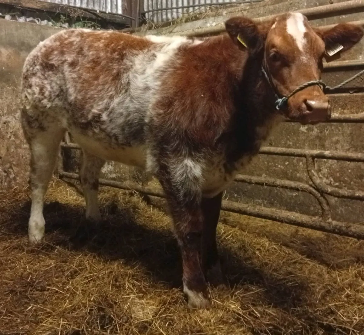 Weanling heifers by Iz priceless and slieve pablo - Image 3