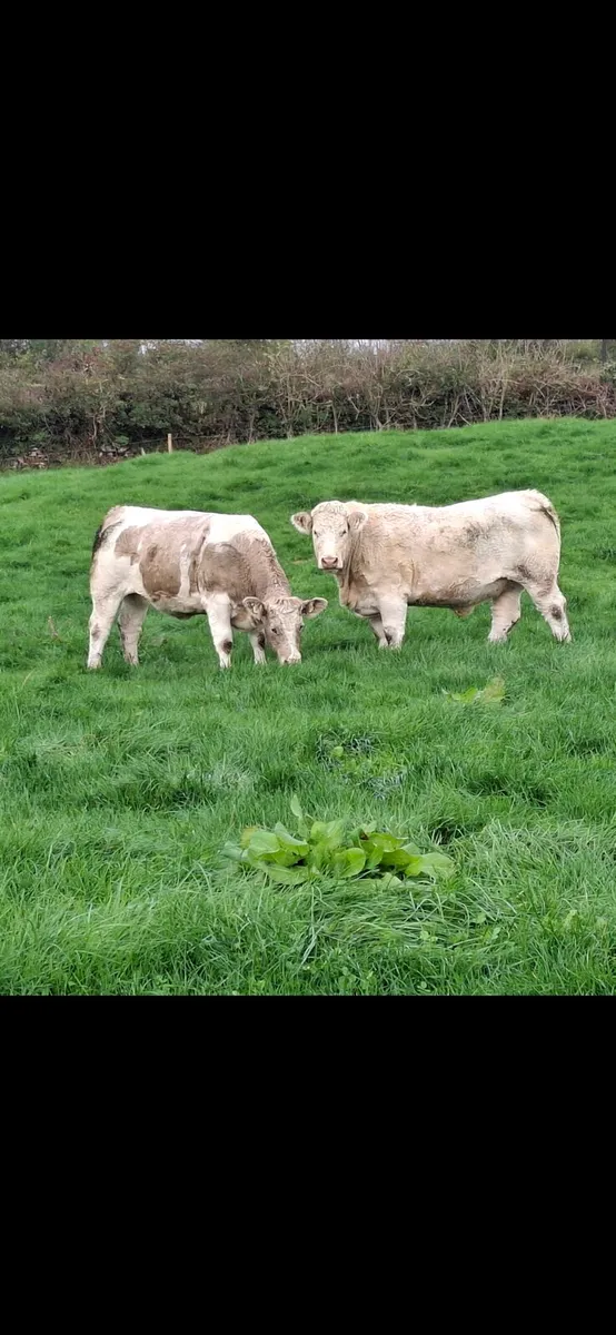 40 Incalf Heifers For Ennis Mart 27th October - Image 2
