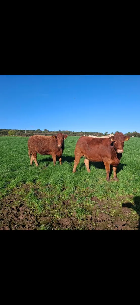 40 Incalf Heifers For Ennis Mart 27th October - Image 3