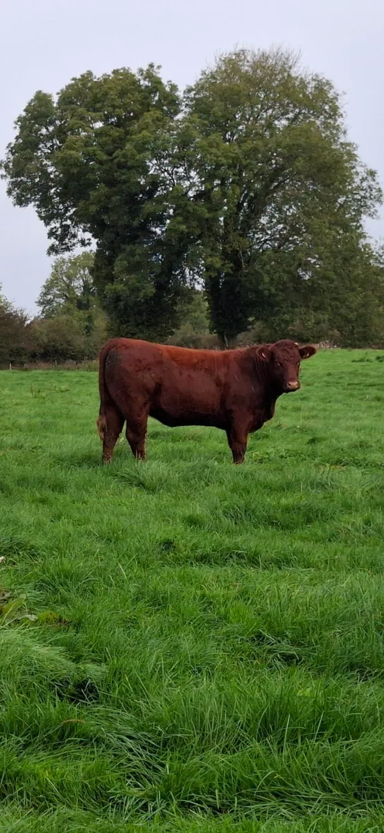 40 Incalf Heifers For Ennis Mart 27th October - Image 4