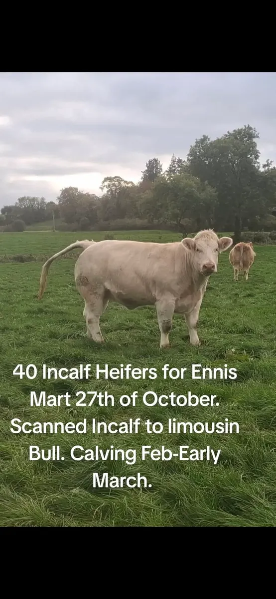 40 Incalf Heifers For Ennis Mart 27th October - Image 1