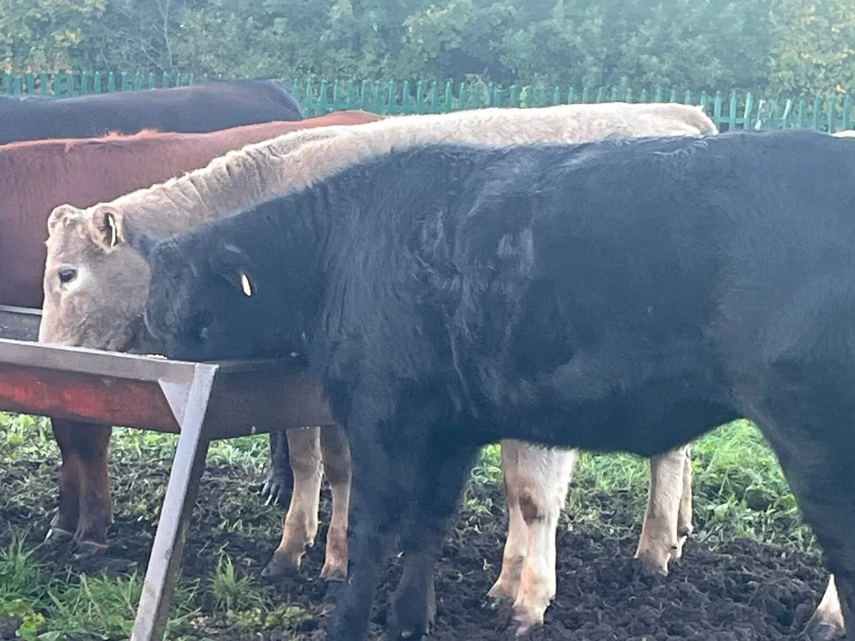Heifer Weanlings - Image 1