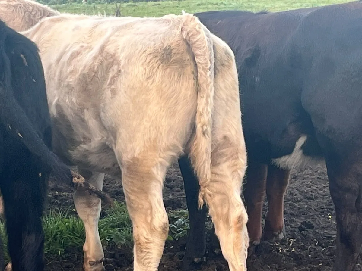 Heifer Weanlings - Image 2