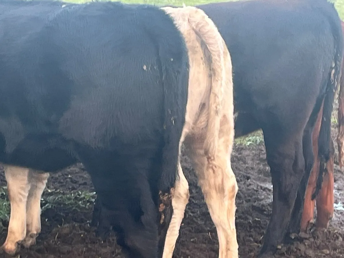 Heifer Weanlings - Image 3