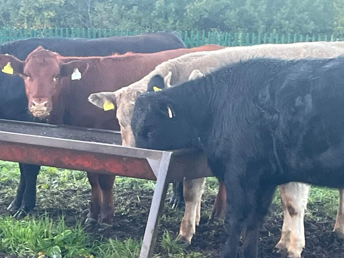 Heifer Weanlings - Image 4