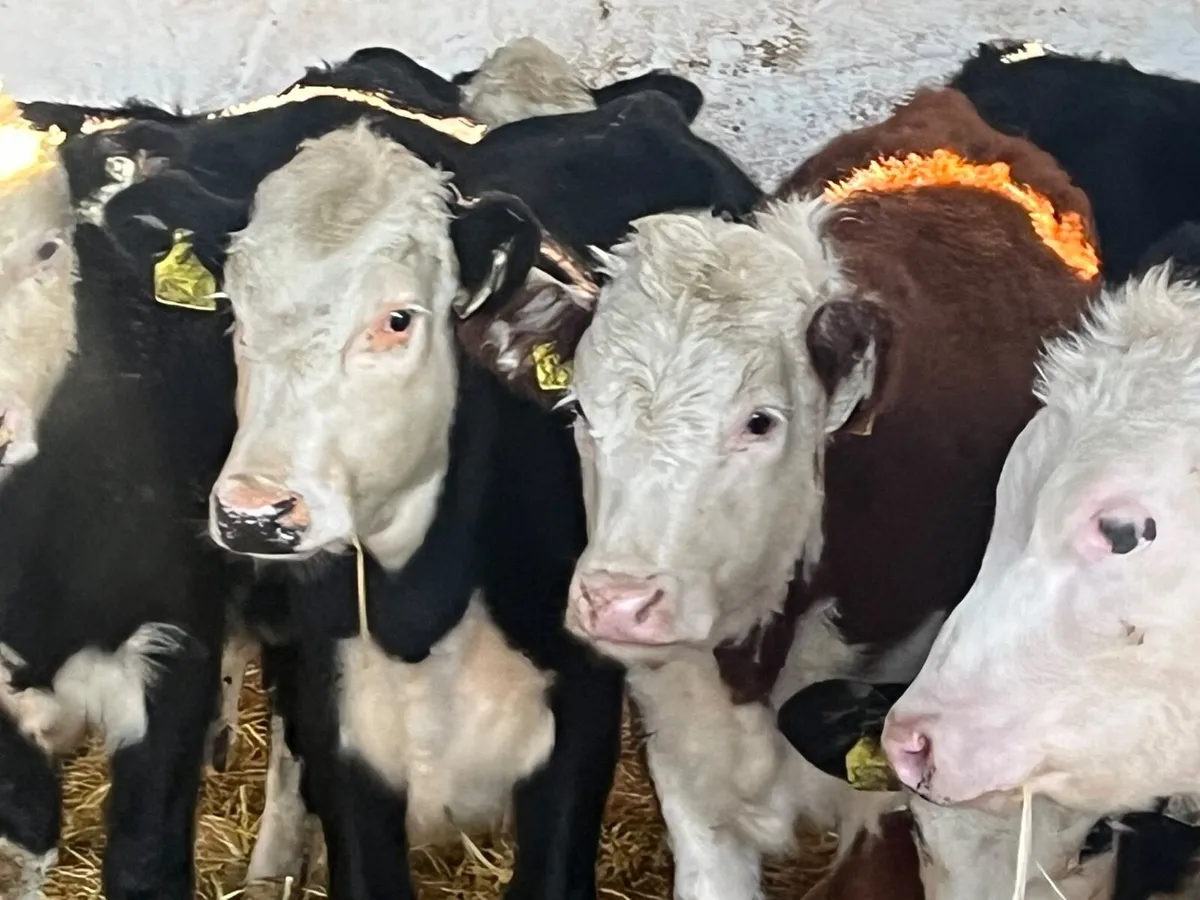 Hereford Heifer Weanlings - Image 1