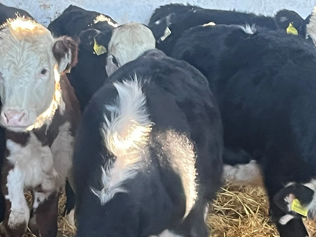 Hereford Heifer Weanlings - Image 2