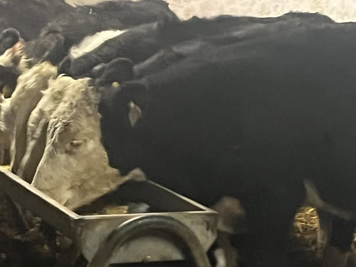 Hereford Heifer Weanlings - Image 3