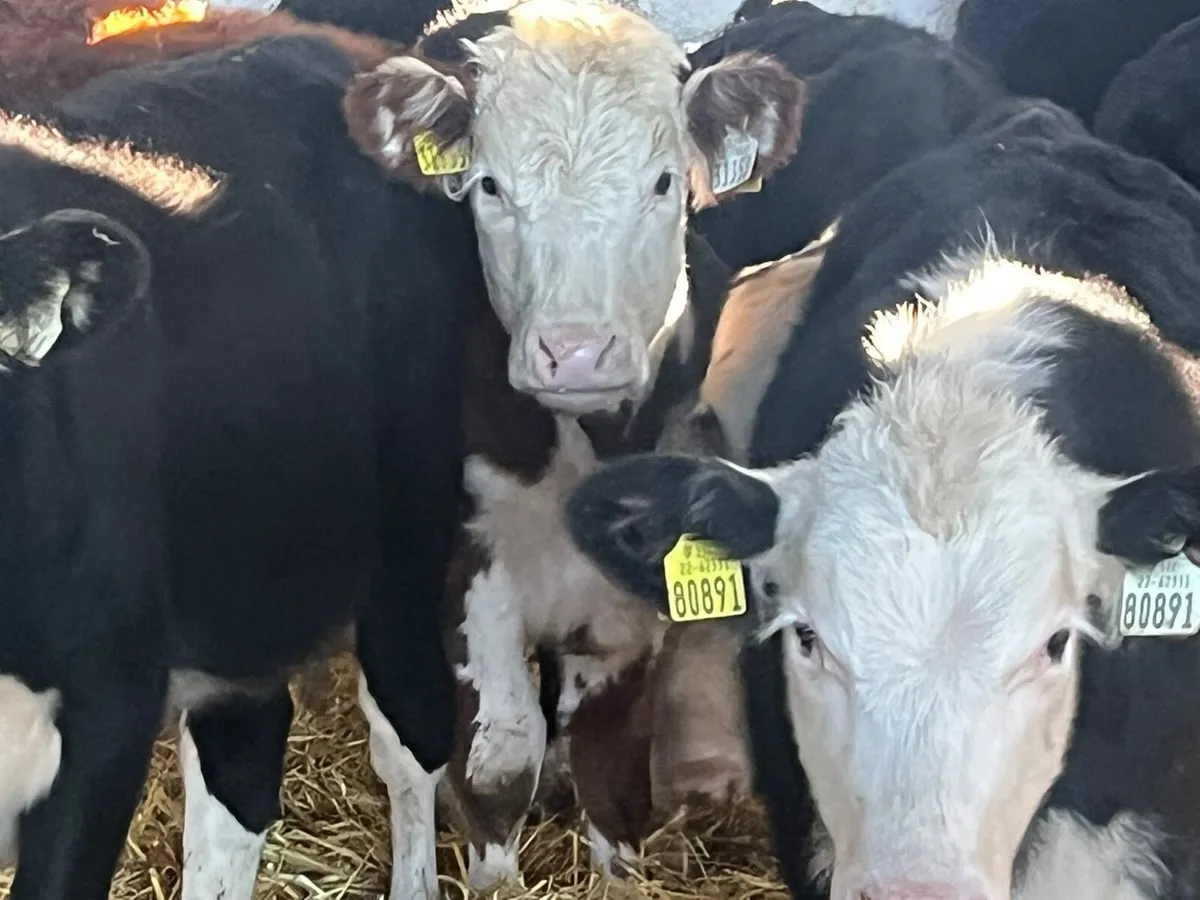 Hereford Heifer Weanlings - Image 4
