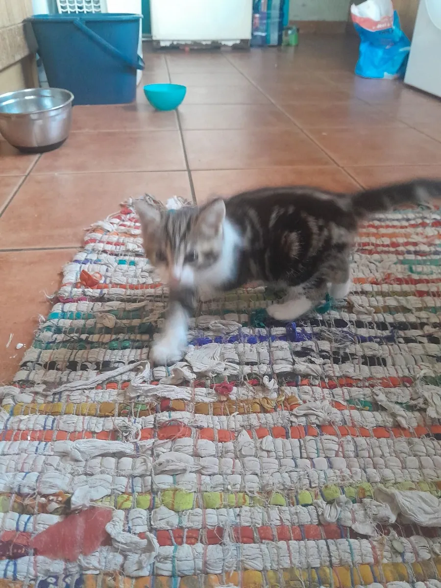 Kittens - Image 1