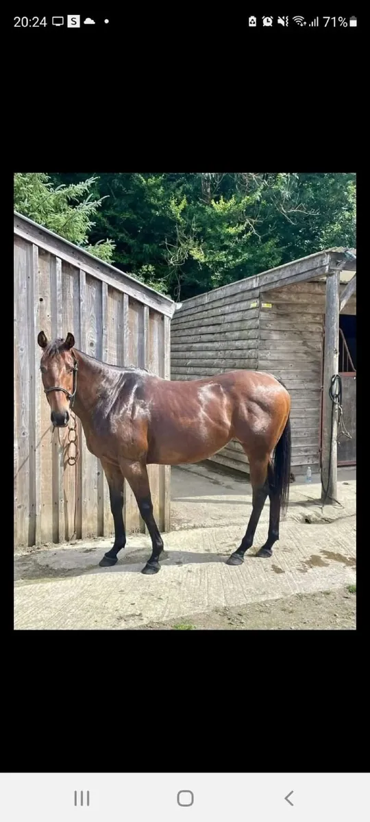 Beautiful Mare - Image 1