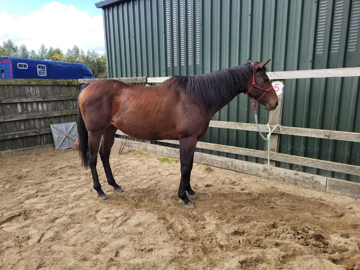 Beautiful Mare - Image 2