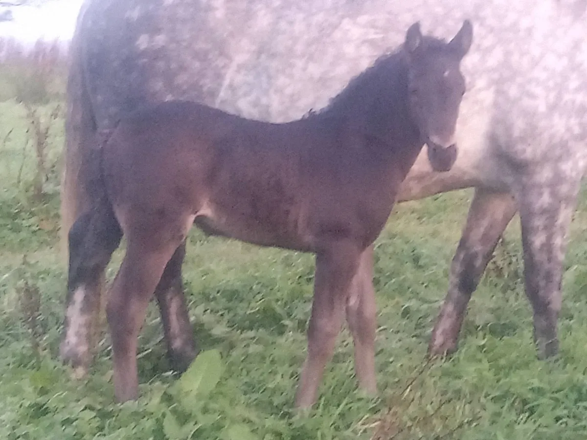 Irish draught mare and foal - Image 1