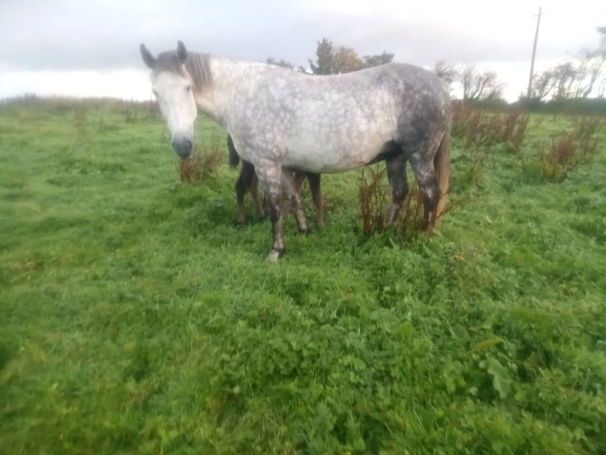 Irish draught mare and foal - Image 3