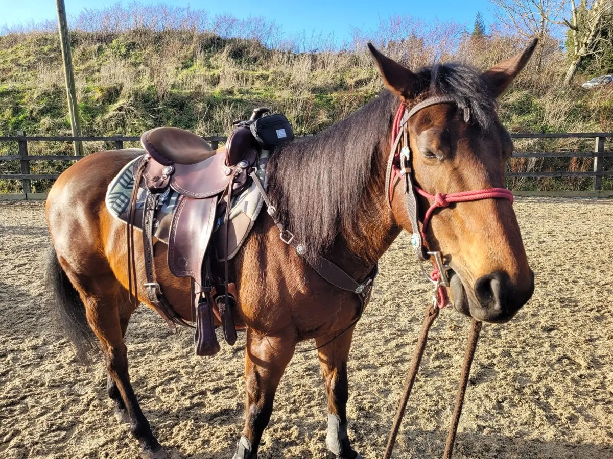 Beautiful Mare - Image 3