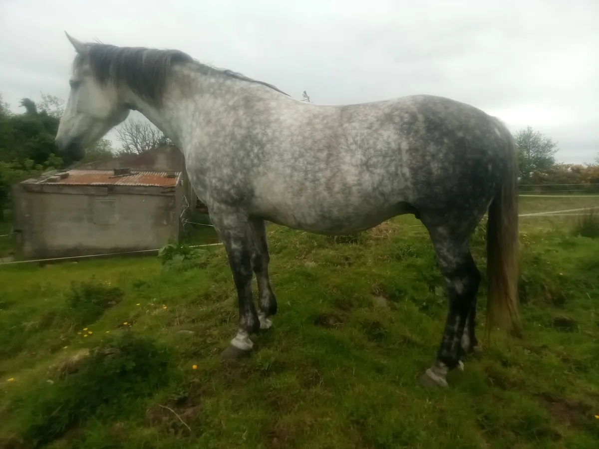 Irish draught mare and foal - Image 4