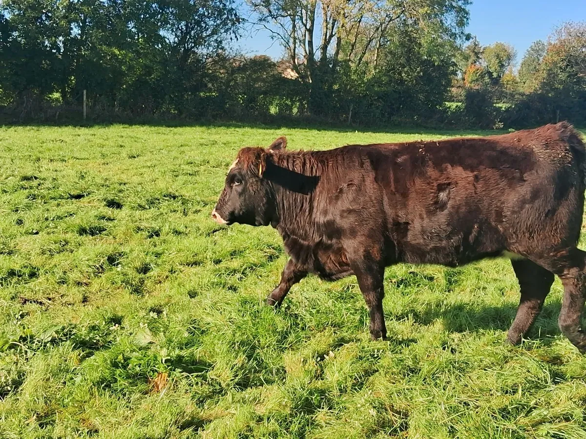 Organic weanlings - Image 1