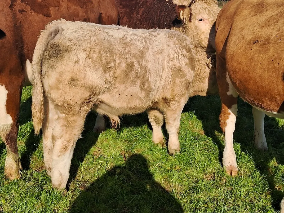 Organic weanlings - Image 2