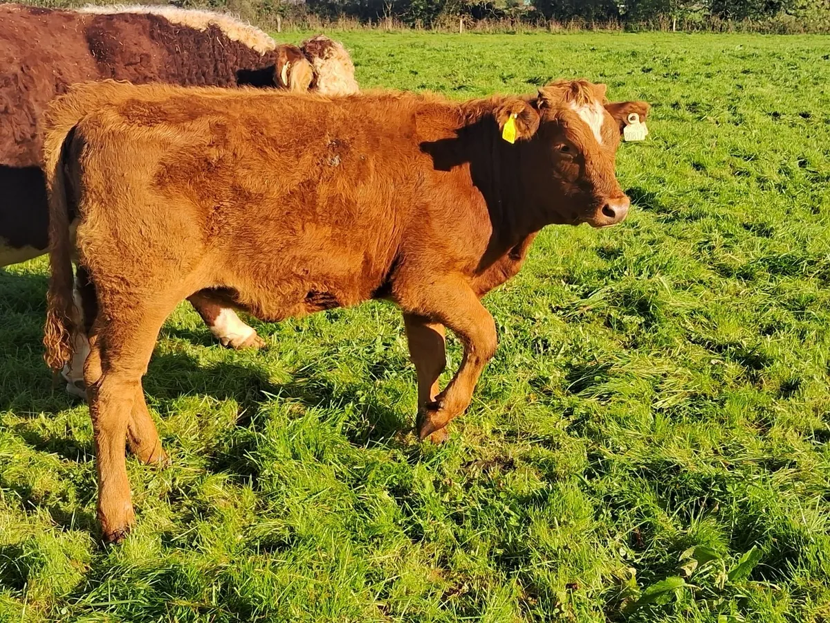 Organic weanlings - Image 3