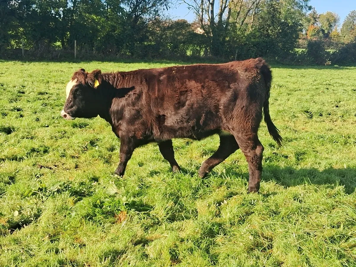 Organic weanlings - Image 4