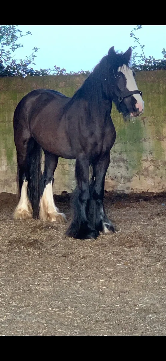 14.1 cob mare - Image 1