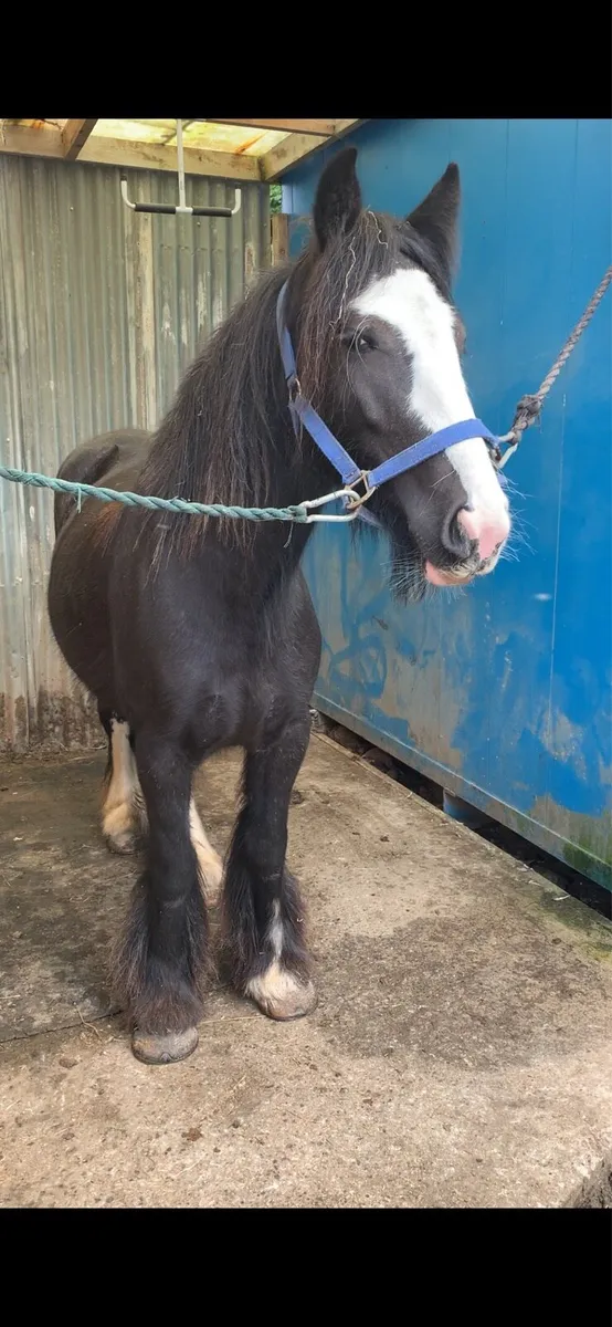 14.1 cob mare - Image 2