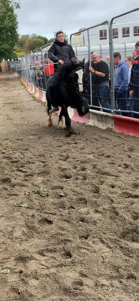 14.1 cob mare - Image 3